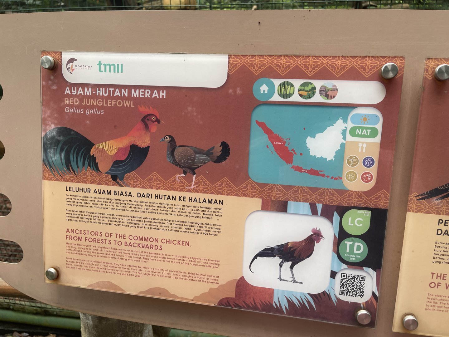greater sunda - red junglefowl signage - taman burung