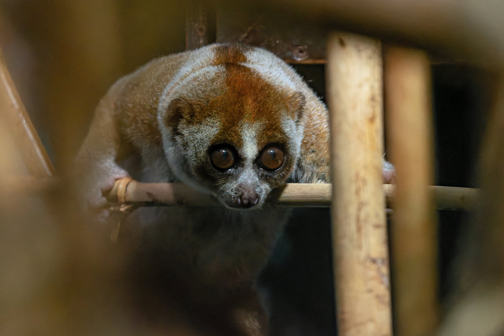 Greater/ Sunda slow loris (Nycticebus coucang coucang)