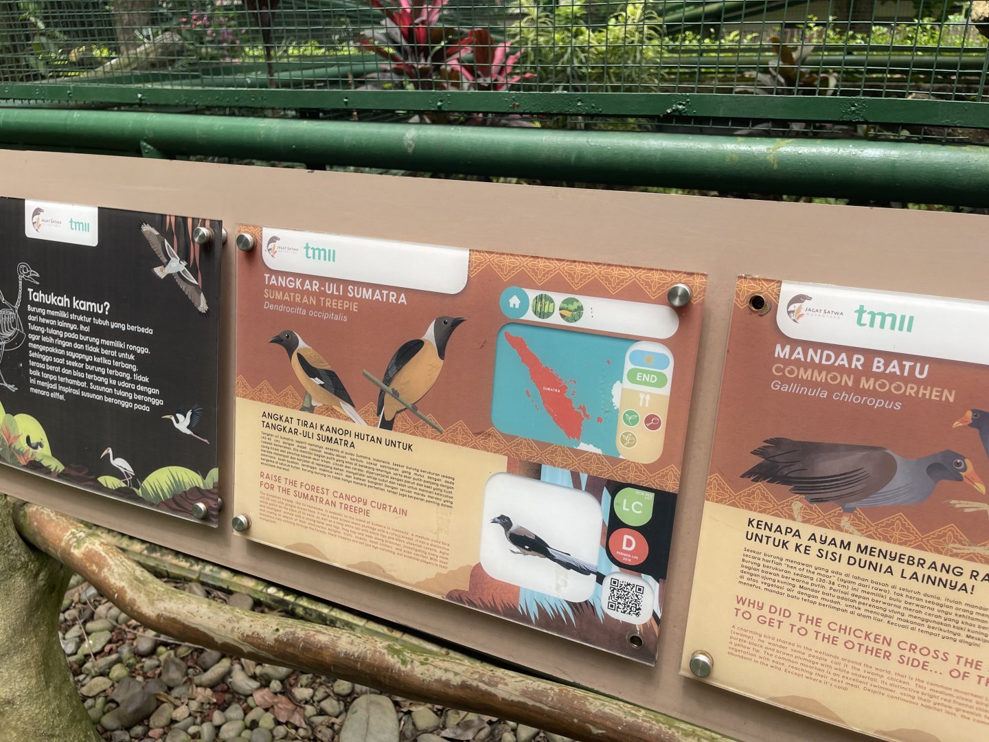 greater sunda - sumatran treepie signage - taman burung