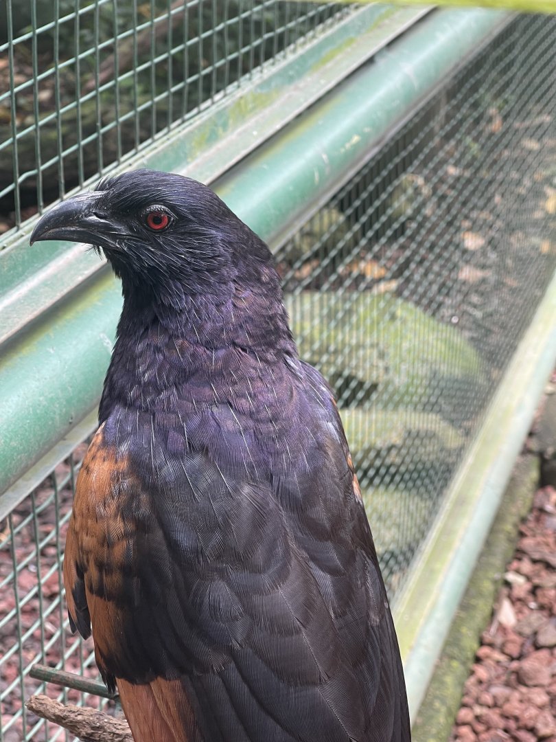 greater sunda - sunda coucal (centropus nigrorufus) - taman burung
