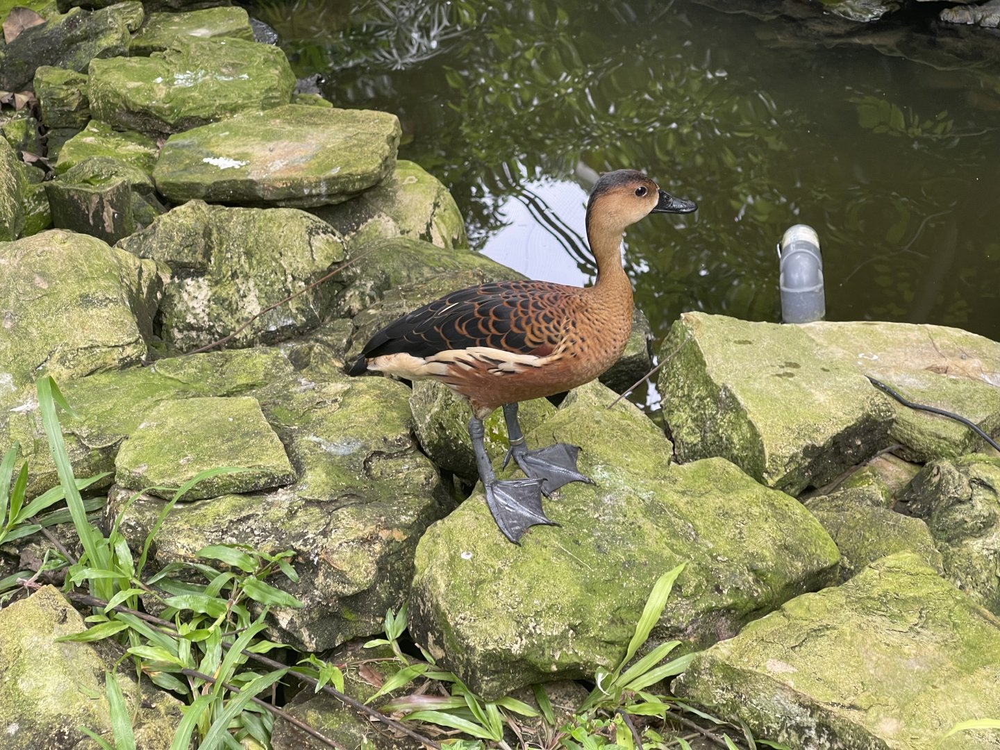 greater sunda - wandering whistling duck (dendrocygna arcuata) - taman burung