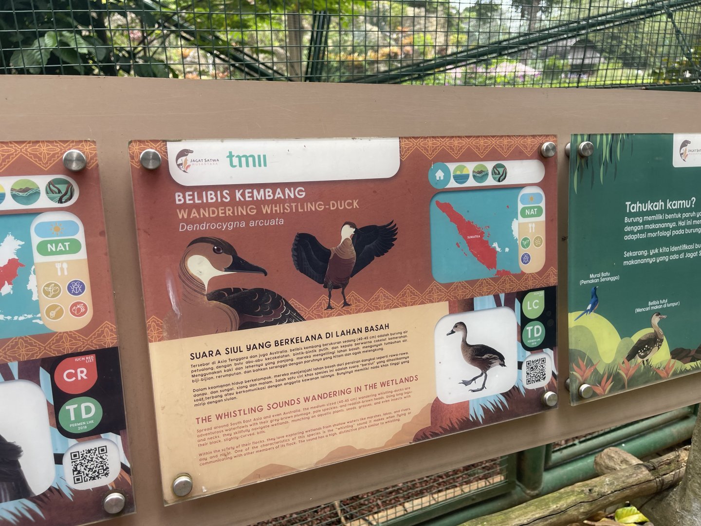 greater sunda - wandering whistling duck signage - taman burung
