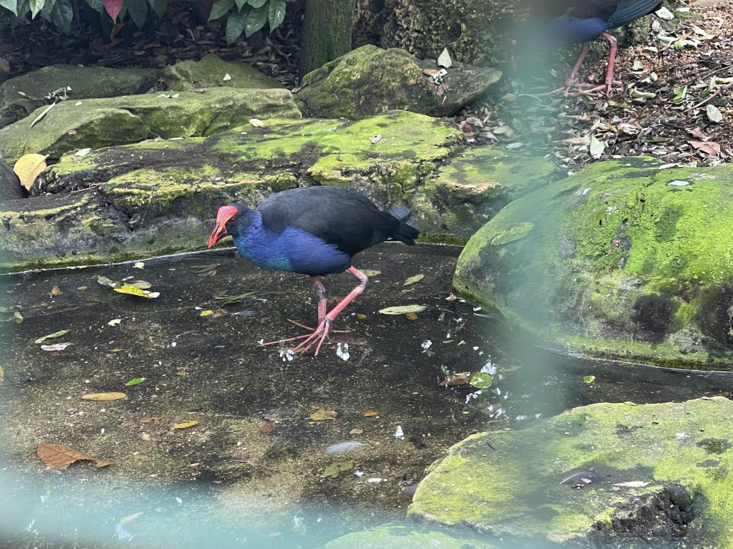 greater sunda - western swamphen (porphyrio porphyrio) - taman burung