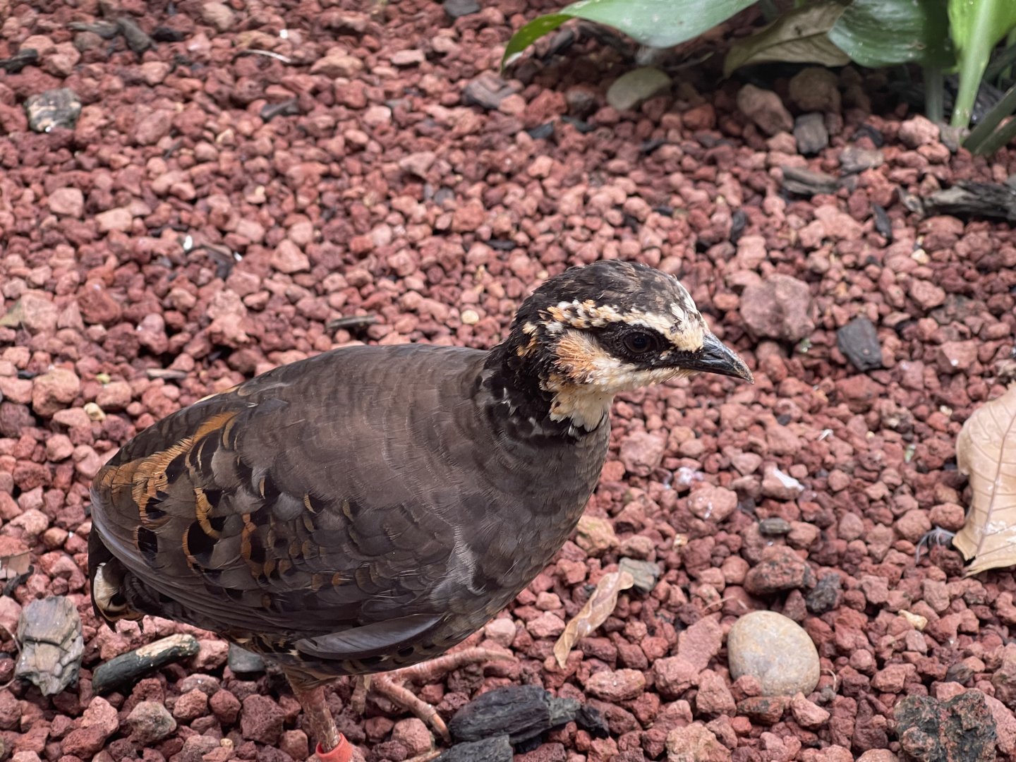 greater sunda - white-faced partridge (arborophila orientalis) - taman burung