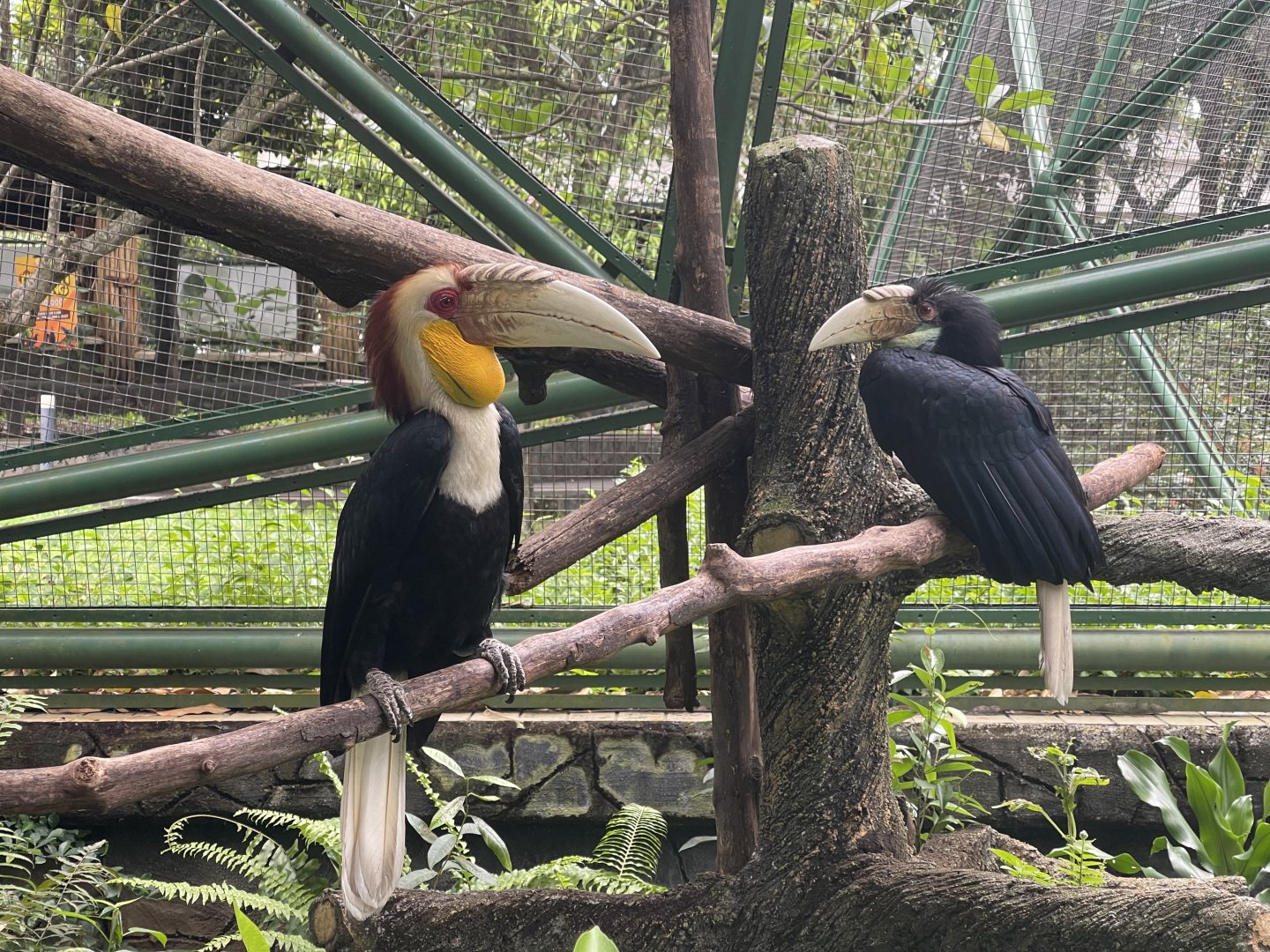 greater sunda - wreathed hornbill (rhyticeros undulatus) - taman burung