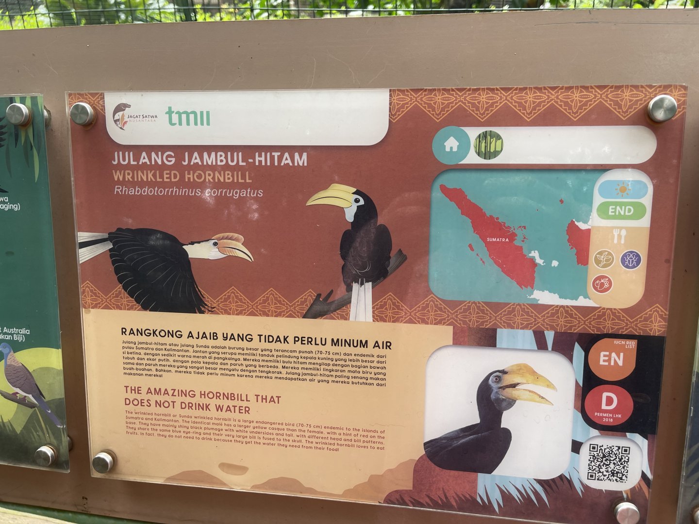 greater sunda - wrinkled hornbill signage - taman burung
