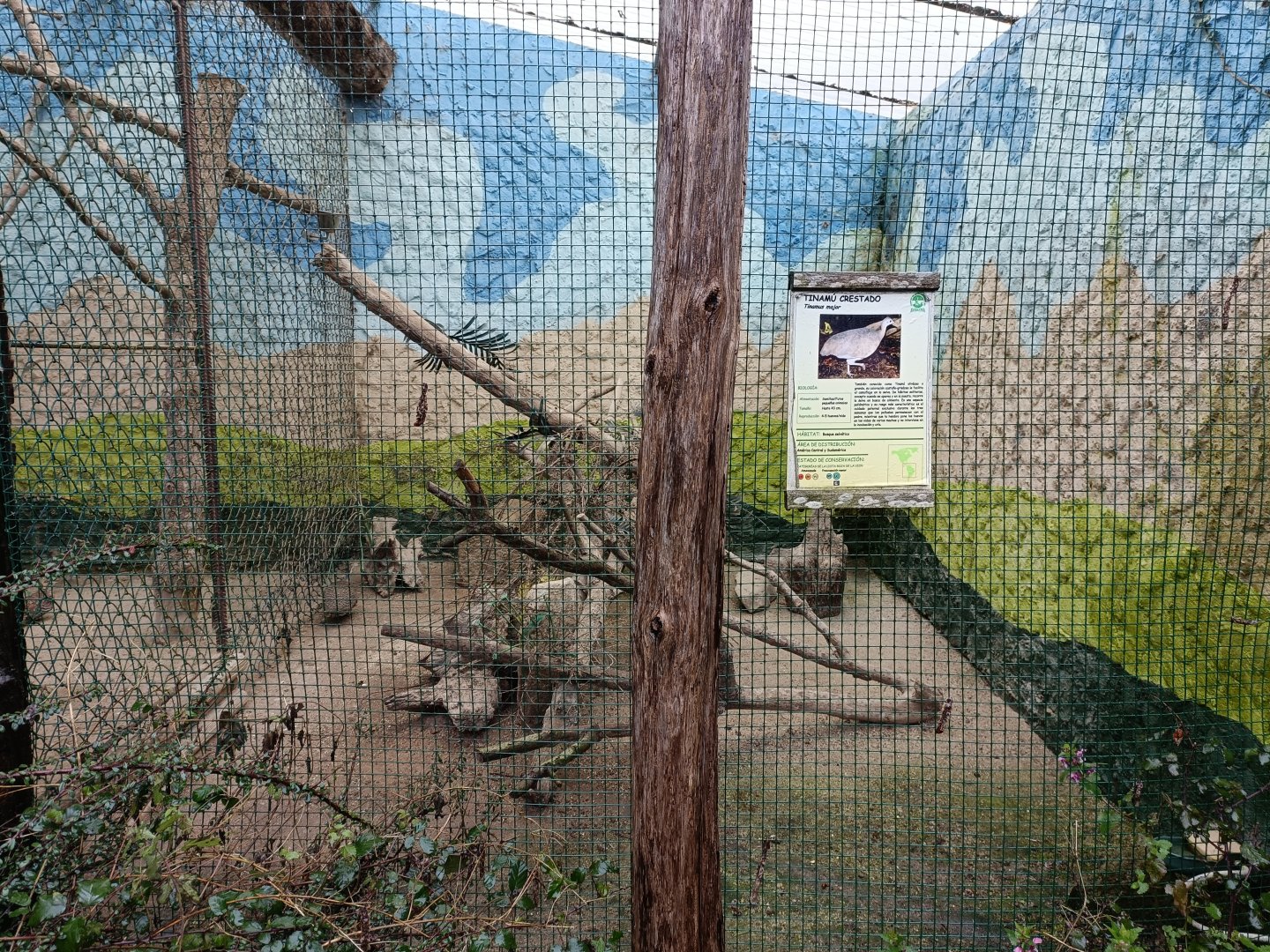 Greater tinamou - Avifauna Lugo