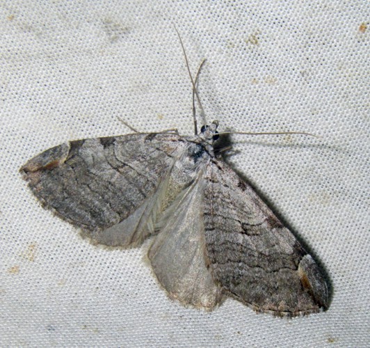 Greater Treble-bar (Aplocera plagiata)