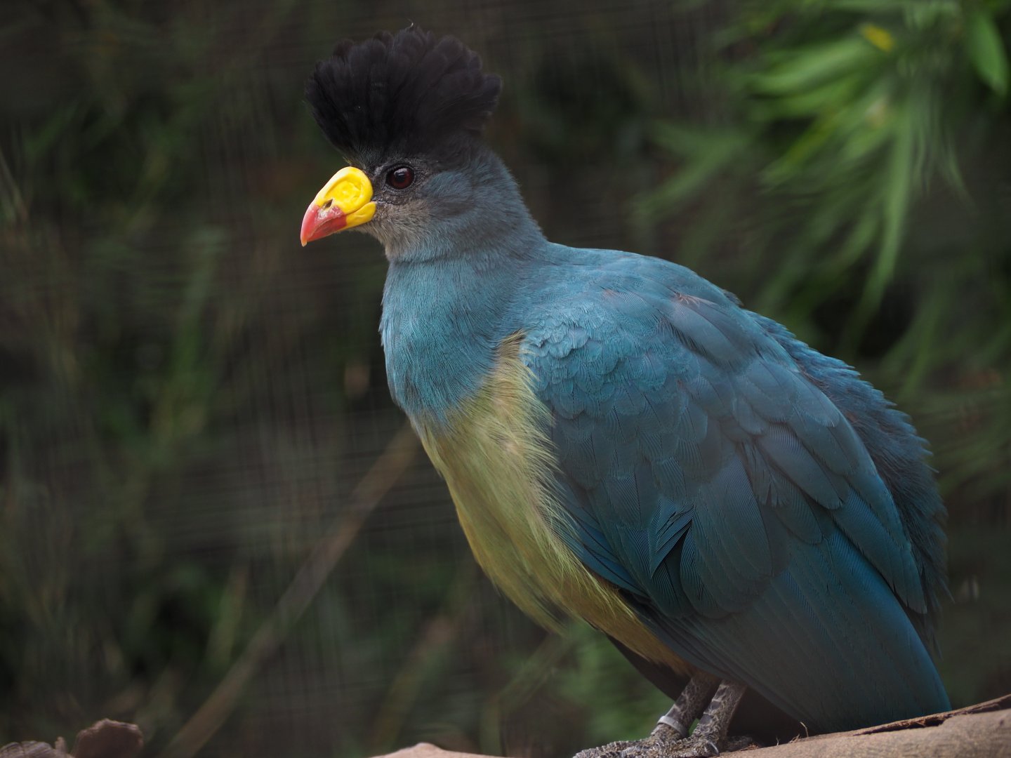 Greater Turaco