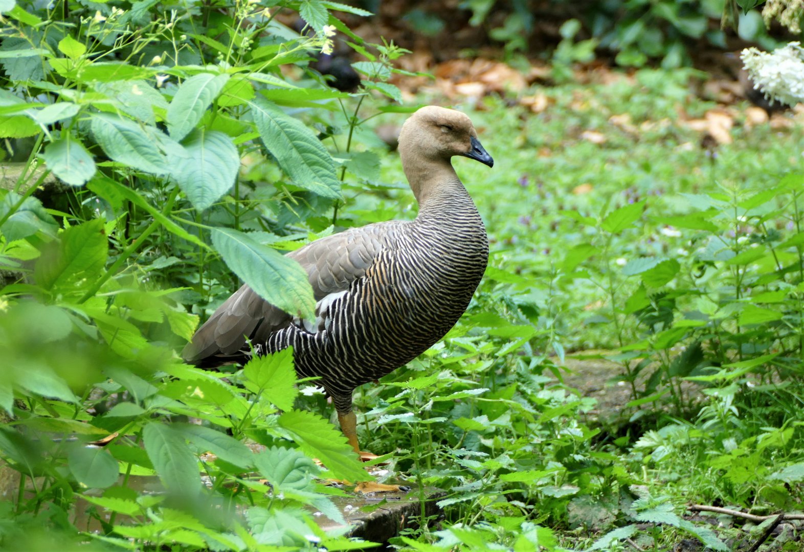 Greater upland goose