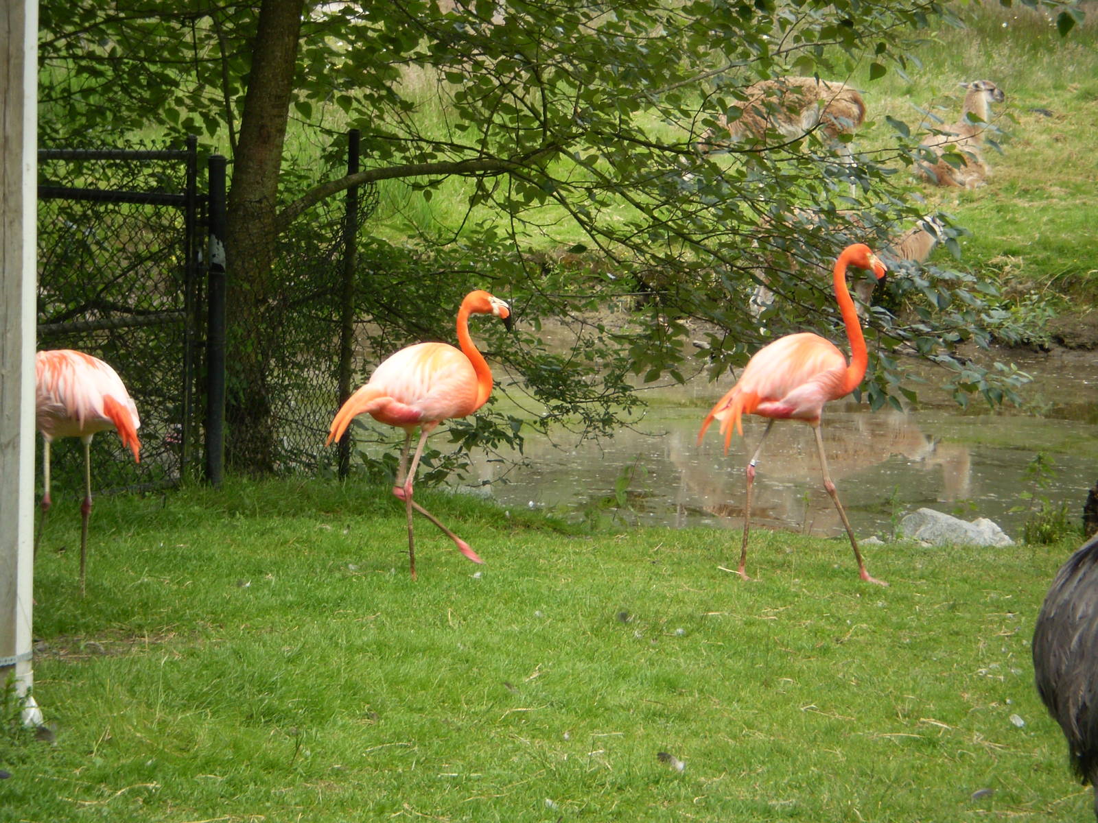 Greater Vancouver zoo June 2008