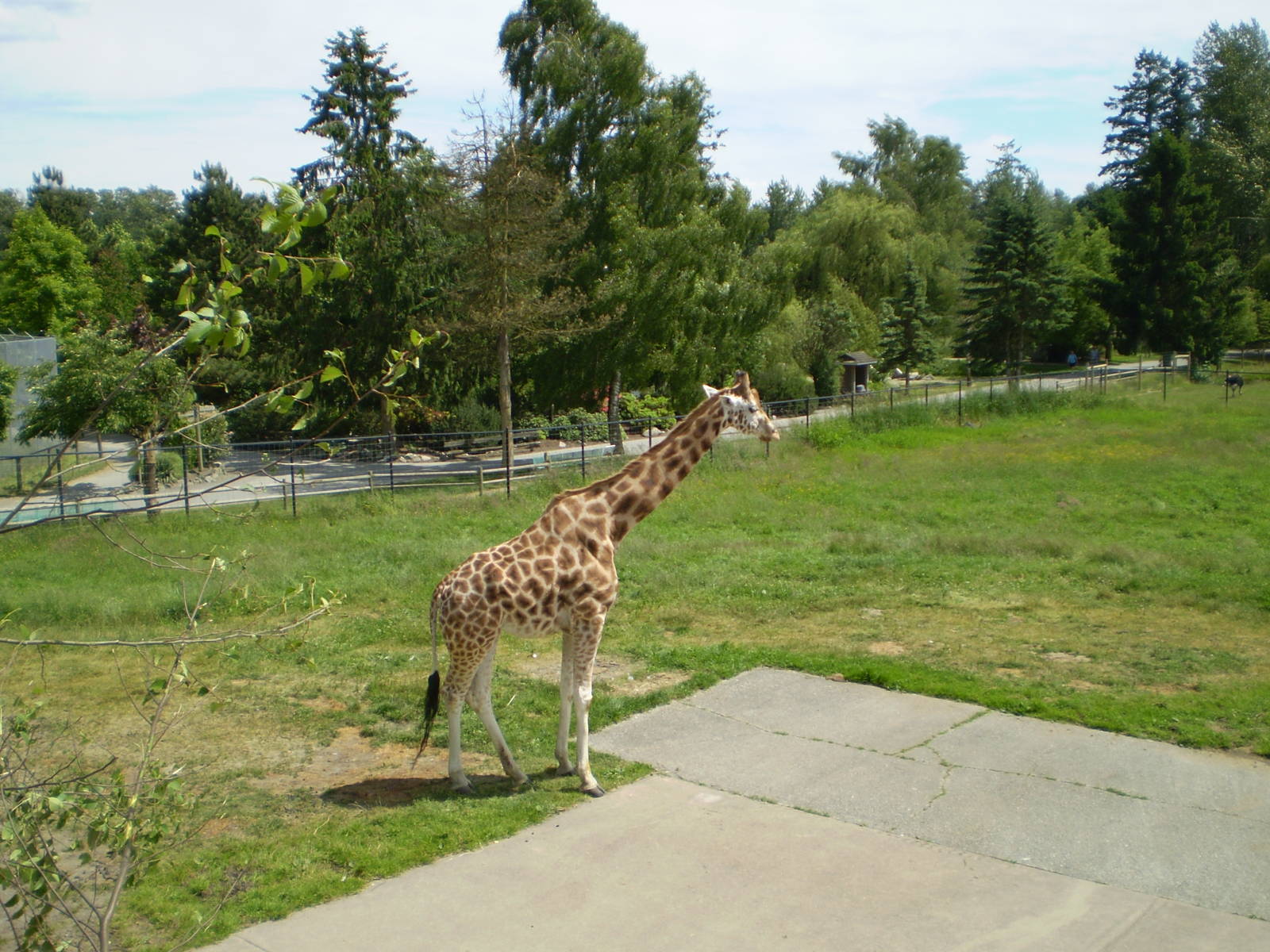 Greater Vancouver zoo June 2008