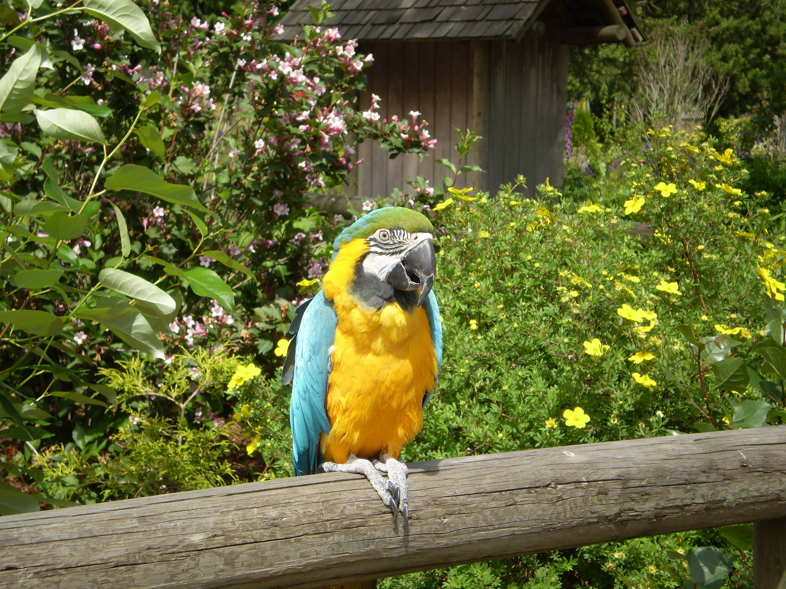 Greater Vancouver zoo June 2008