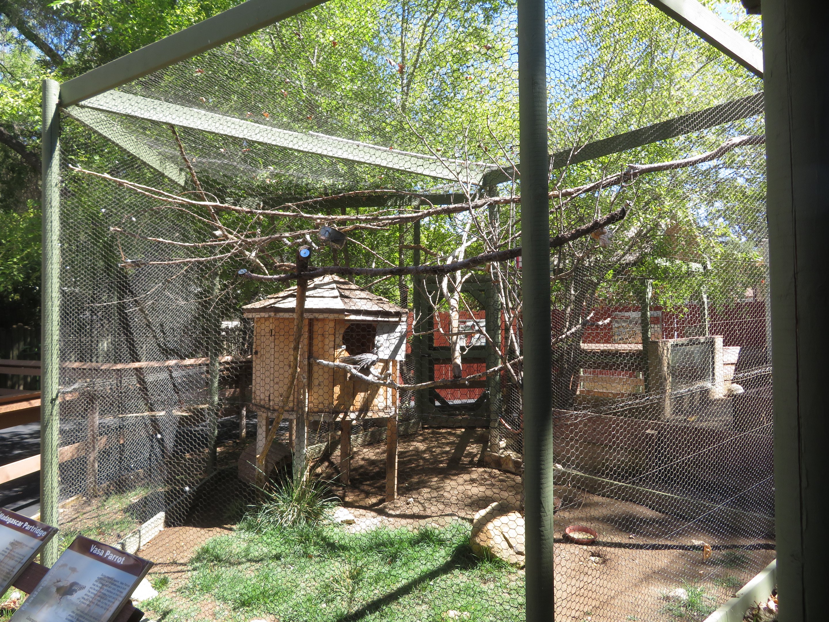 Greater Vasa/Madagascar Partridge Exhibit
