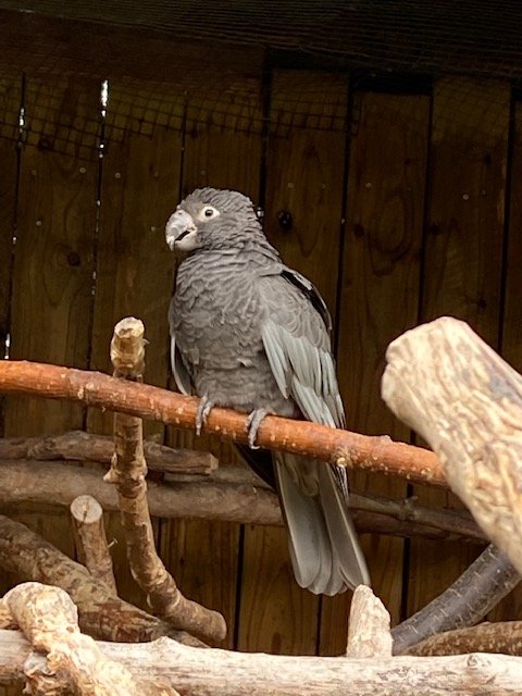 Greater vasa parrot 051122