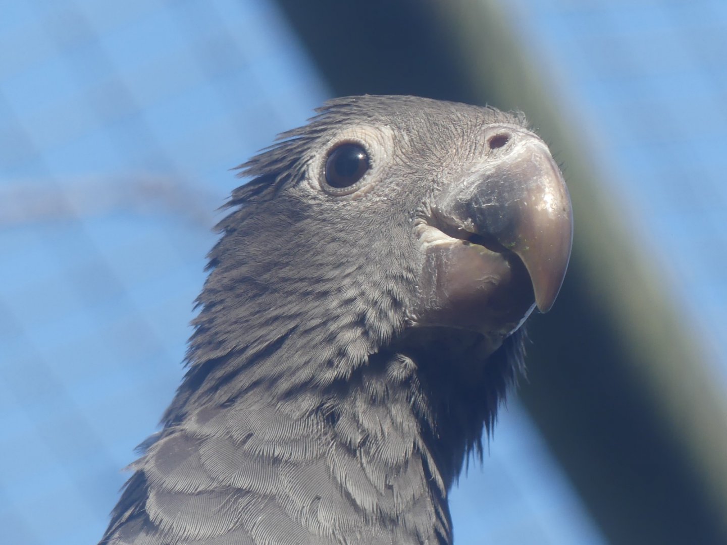 Greater Vasa Parrot - 21.10.24