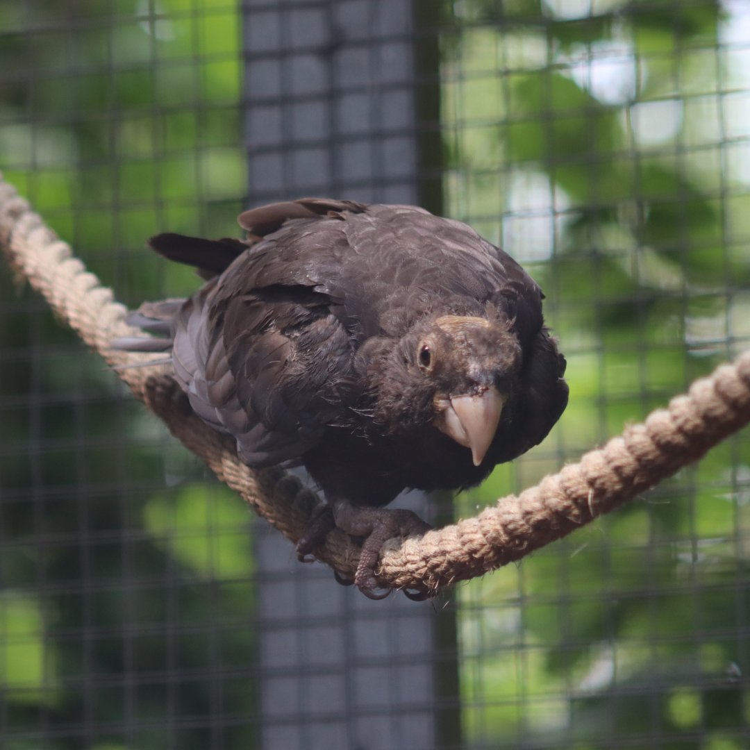 Greater vasa parrot - 27 June 2021