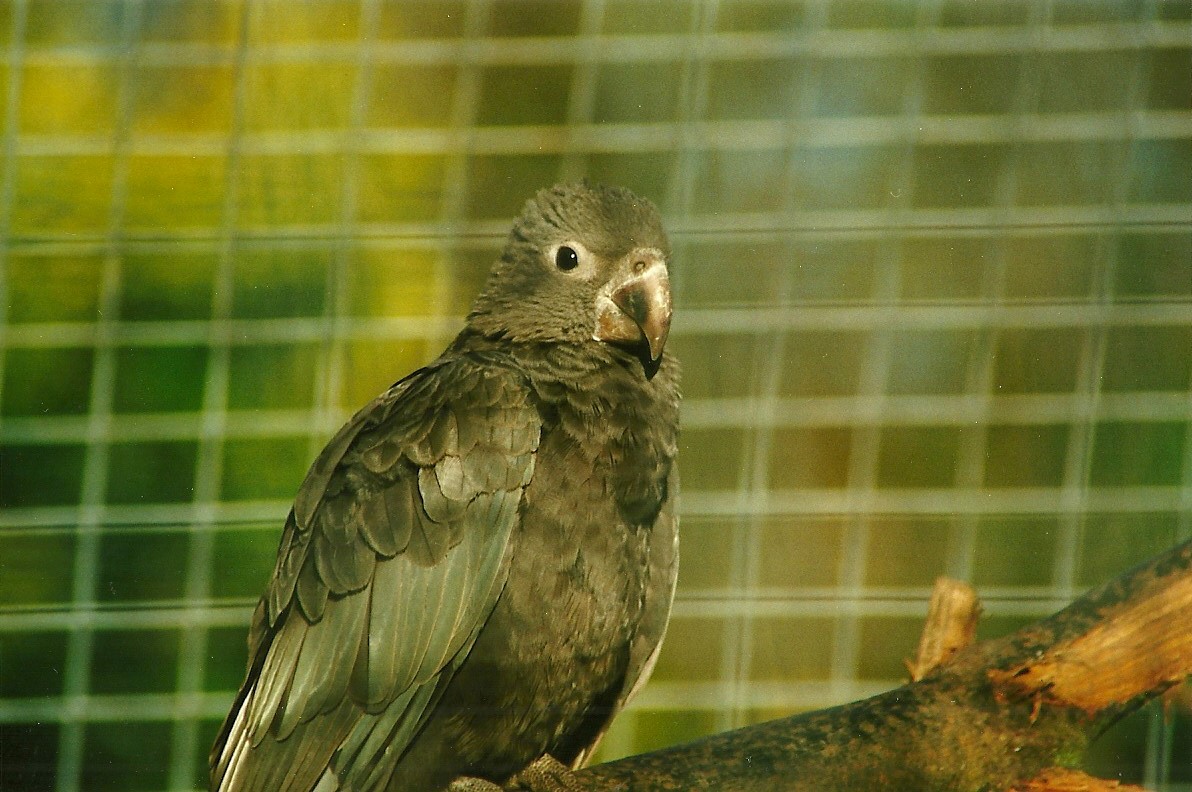 Greater Vasa Parrot 29th January 2000