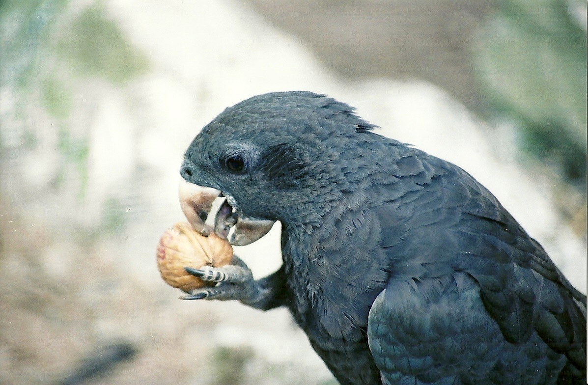 Greater Vasa Parrot, 30th April 2007