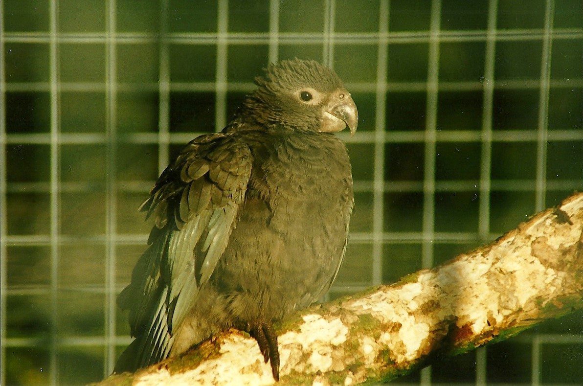 Greater Vasa Parrot 8th January 2000