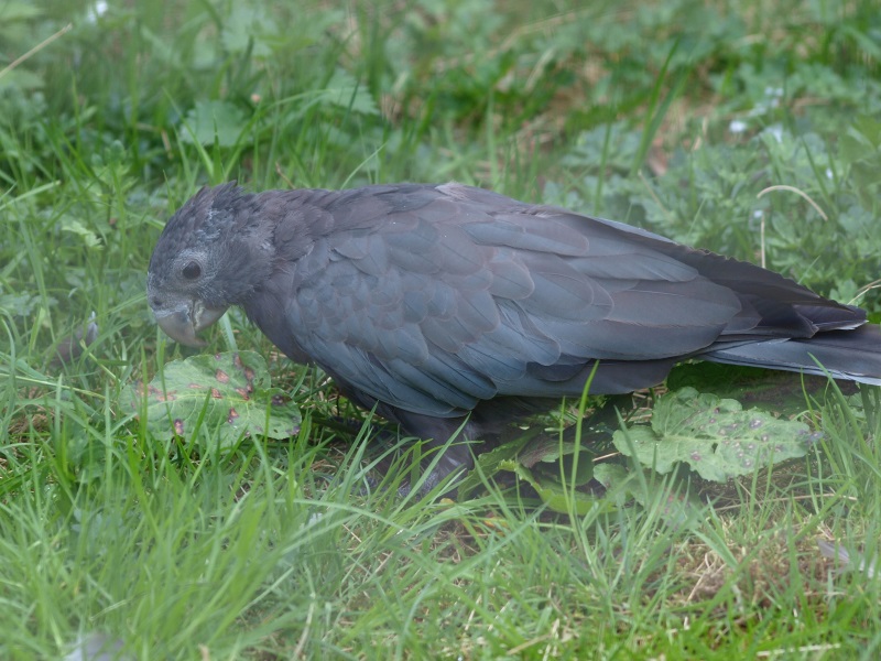 Greater vasa parrot (April 19th, 2015)