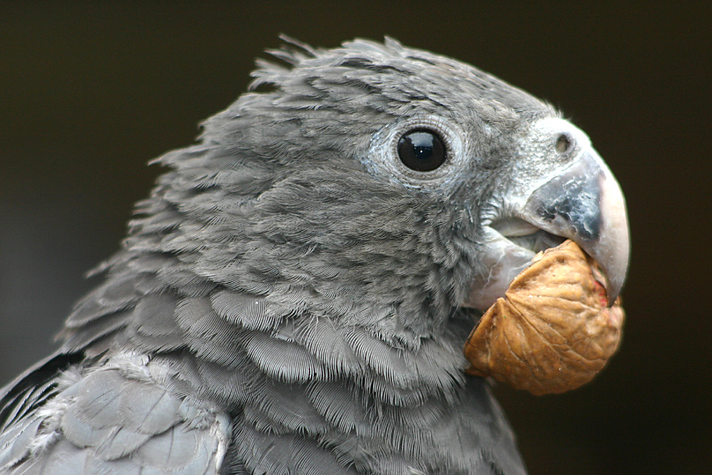 Greater Vasa Parrot at Chester 2006