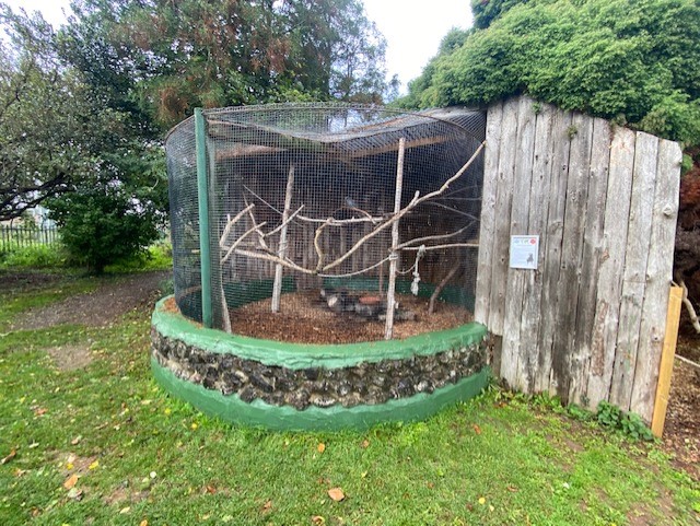 Greater vasa parrot aviary 051122
