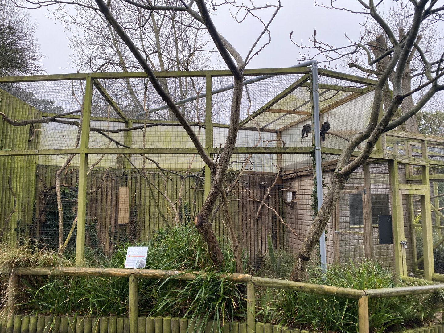 Greater vasa parrot aviary 111221