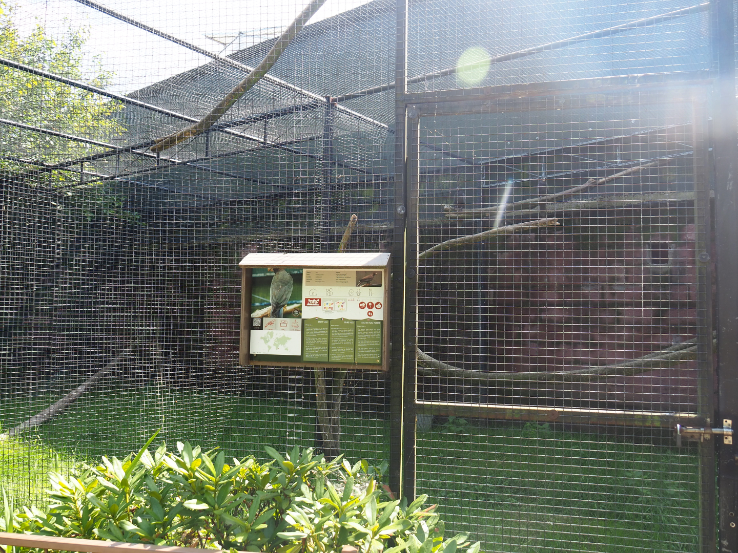 Greater Vasa parrot aviary, 2019-08-04