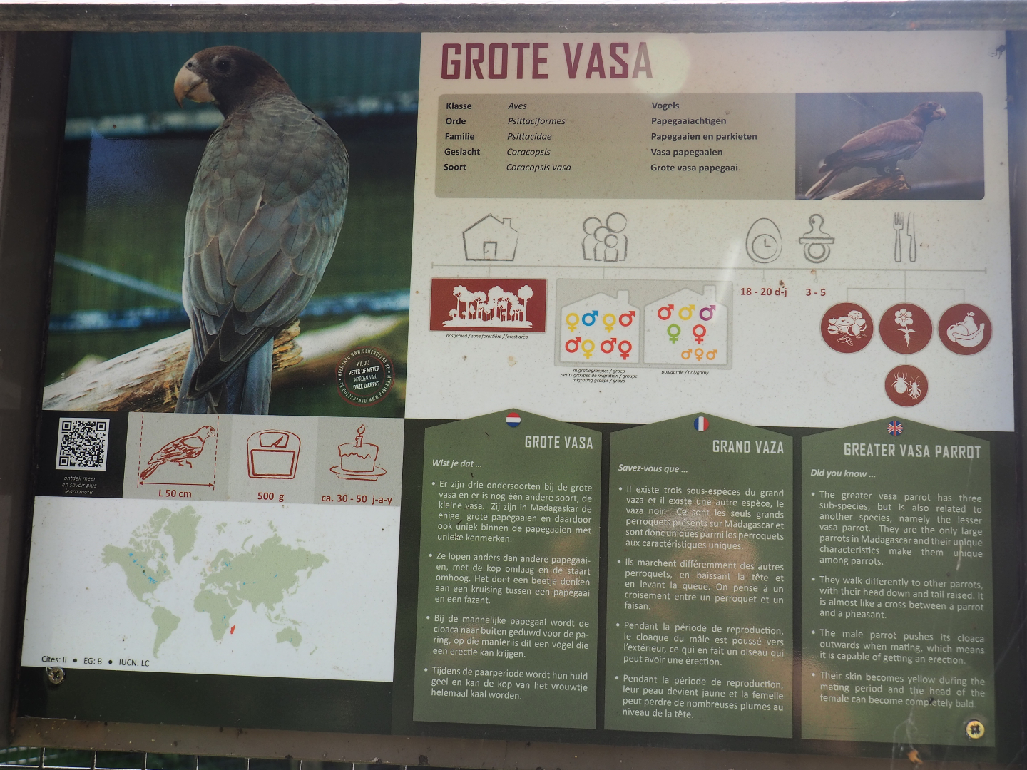 Greater Vasa parrot aviary, 2019-08-04