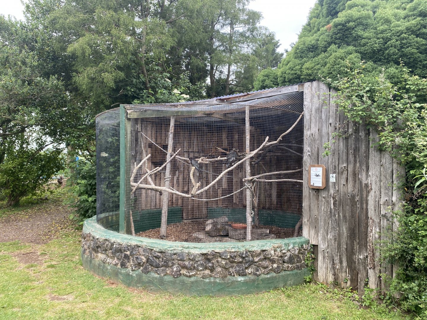 Greater vasa parrot aviary 210621