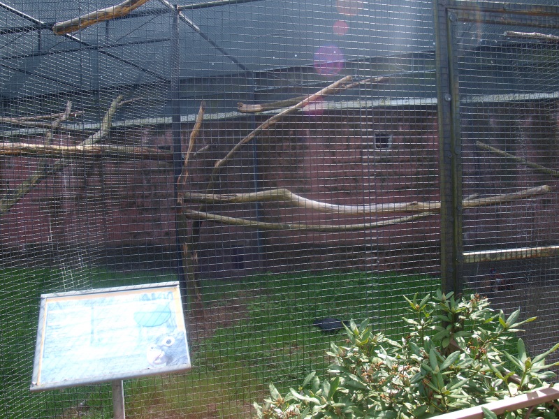 Greater vasa parrot aviary (April 19th, 2015)