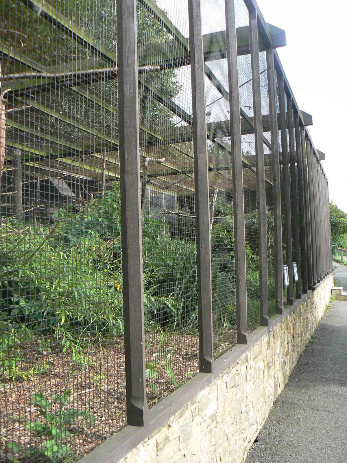 Greater Vasa Parrot Aviary