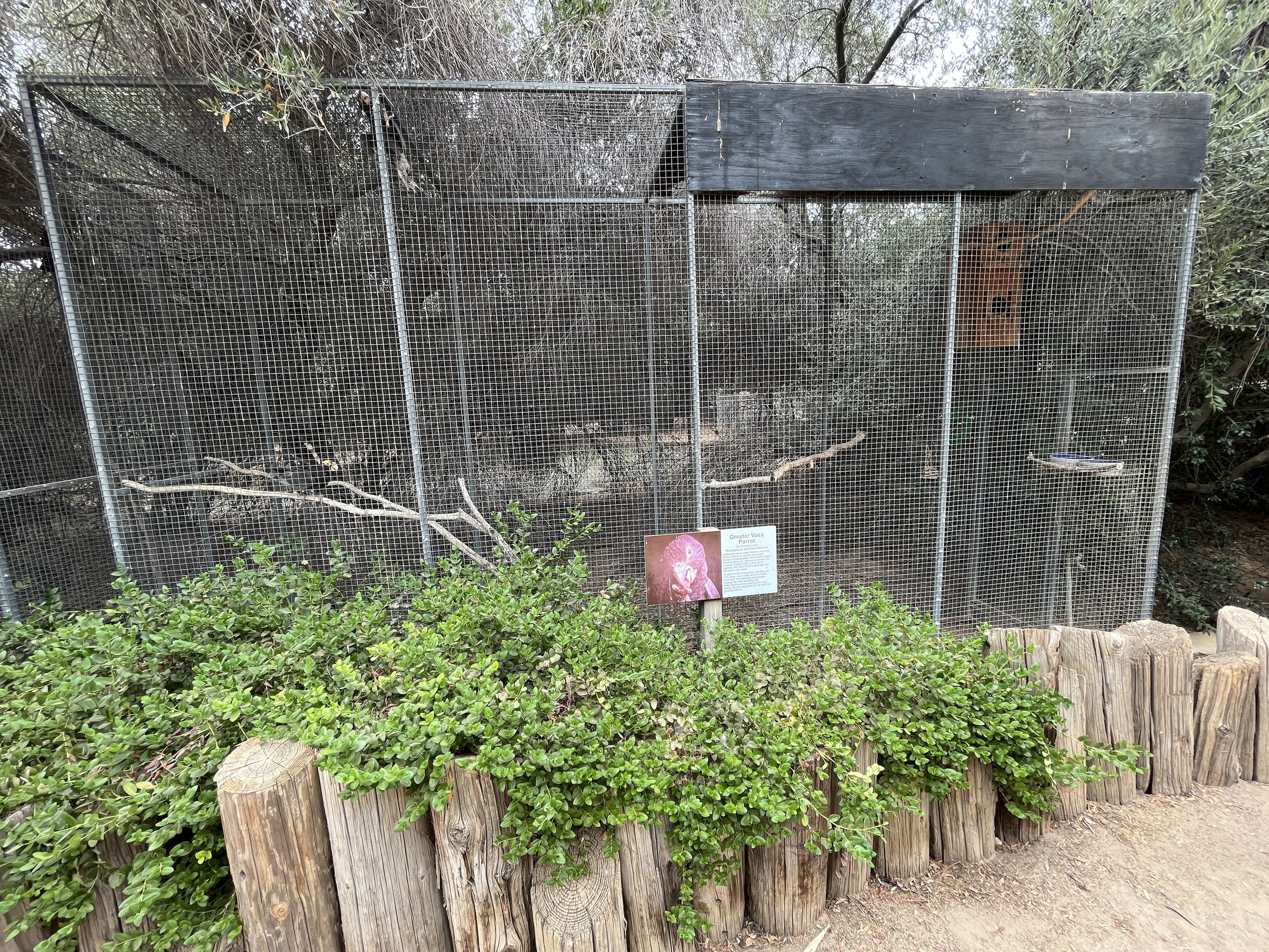 Greater Vasa Parrot Aviary