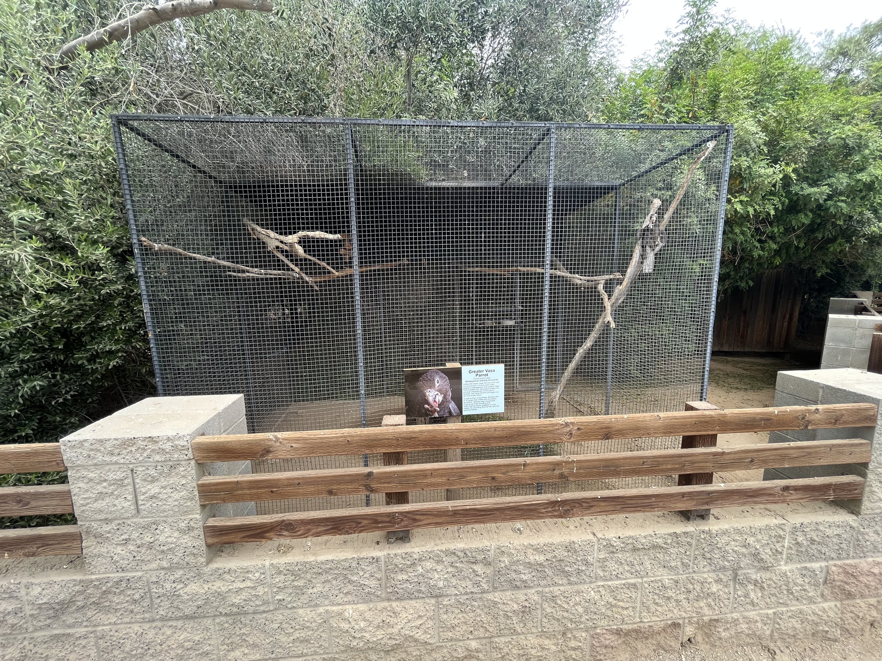 Greater Vasa Parrot Aviary