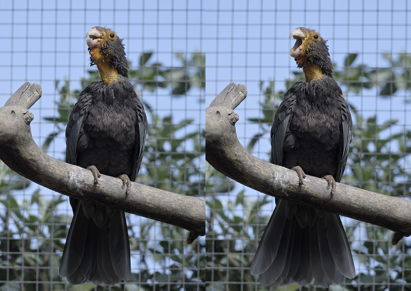 Greater vasa parrot - breeding female calling