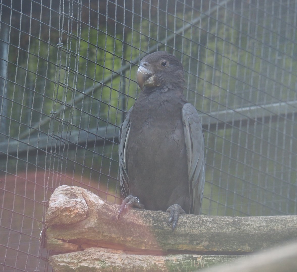 Greater Vasa parrot (Coracopsis vasa), 2019-08-04