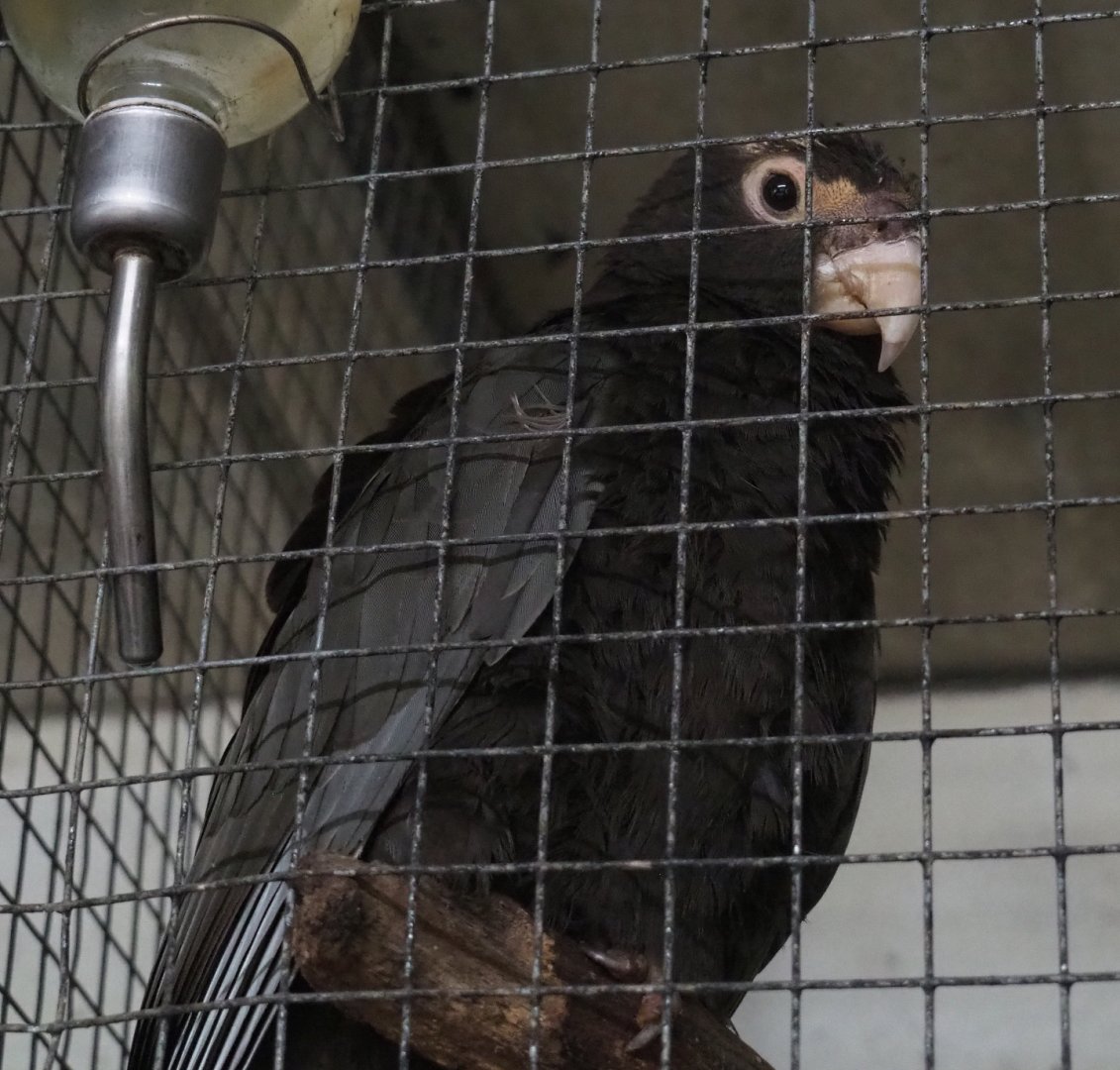 Greater Vasa parrot (Coracopsis vasa), 2020-06-20