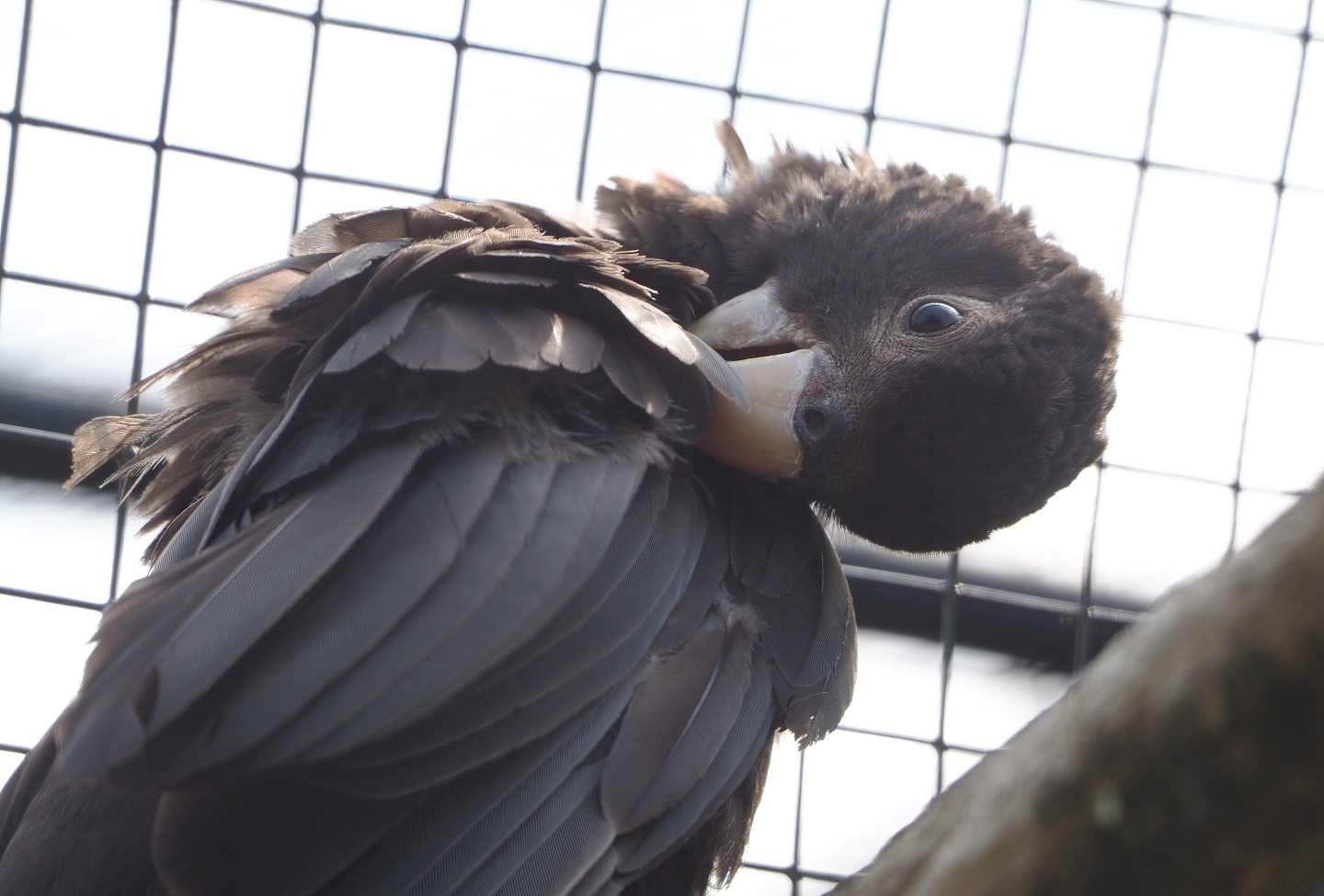 Greater Vasa parrot  (Coracopsis vasa), 2021-06-15