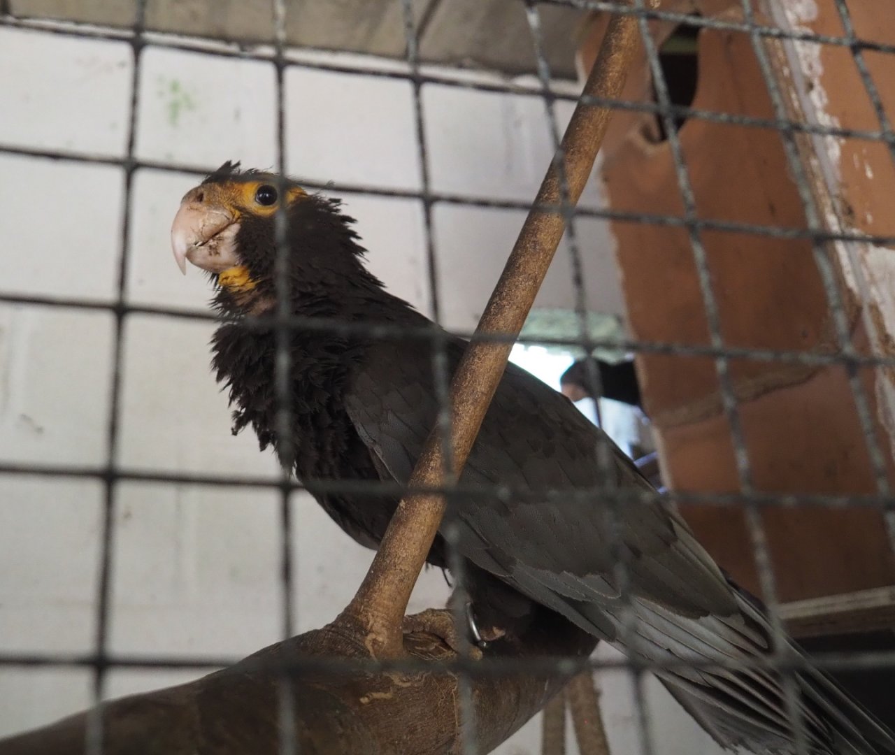 Greater Vasa parrot  (Coracopsis vasa), 2021-06-15