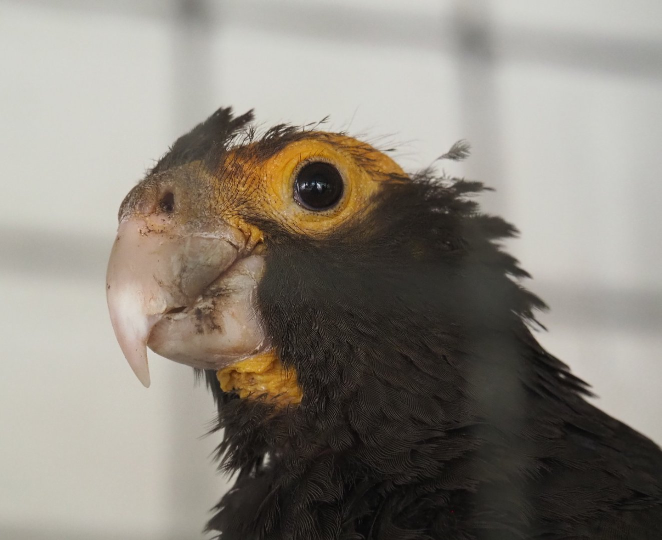 Greater Vasa parrot  (Coracopsis vasa), 2021-06-15