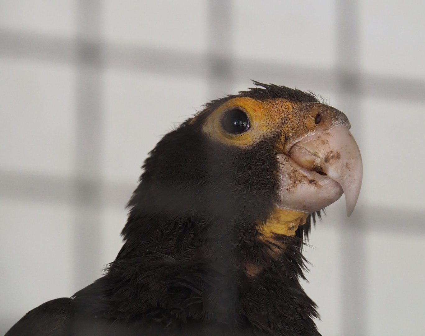Greater Vasa parrot  (Coracopsis vasa), 2021-06-15