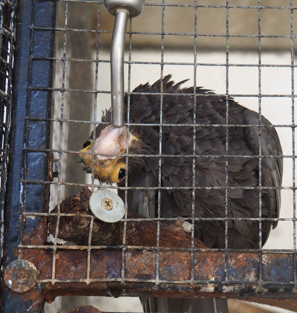 Greater Vasa parrot (Coracopsis vasa) drinking, 2019-08-04