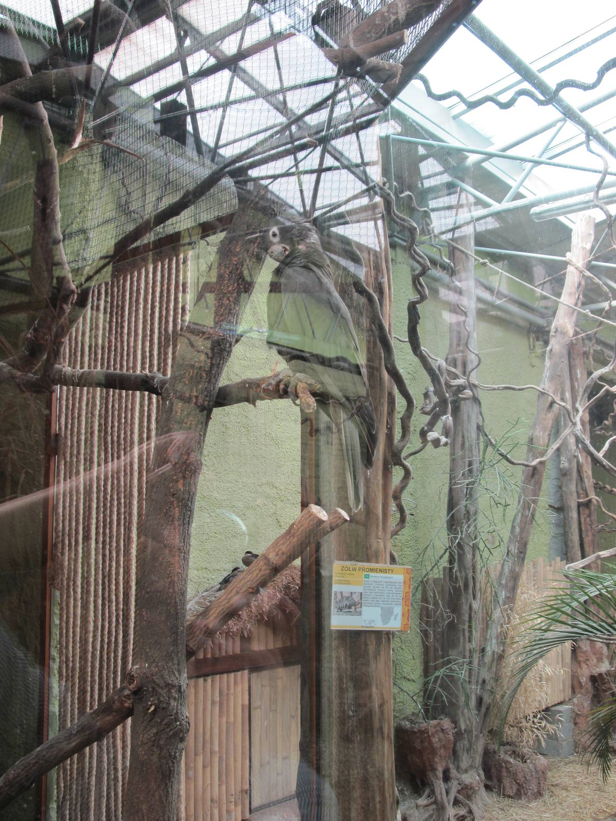 Greater vasa parrot (Coracopsis vasa)