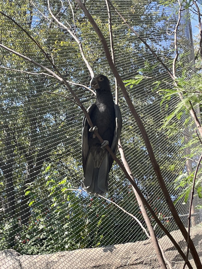 Greater vasa parrot (Coracopsis vasa)