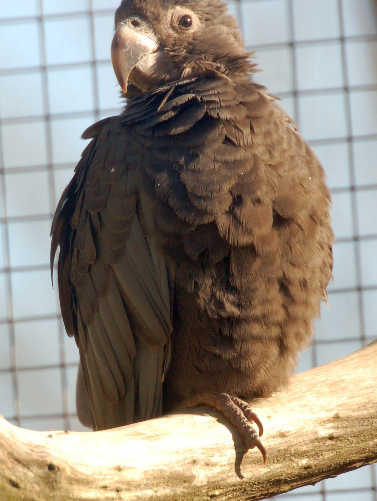 Greater Vasa Parrot - Coracopsis vasa