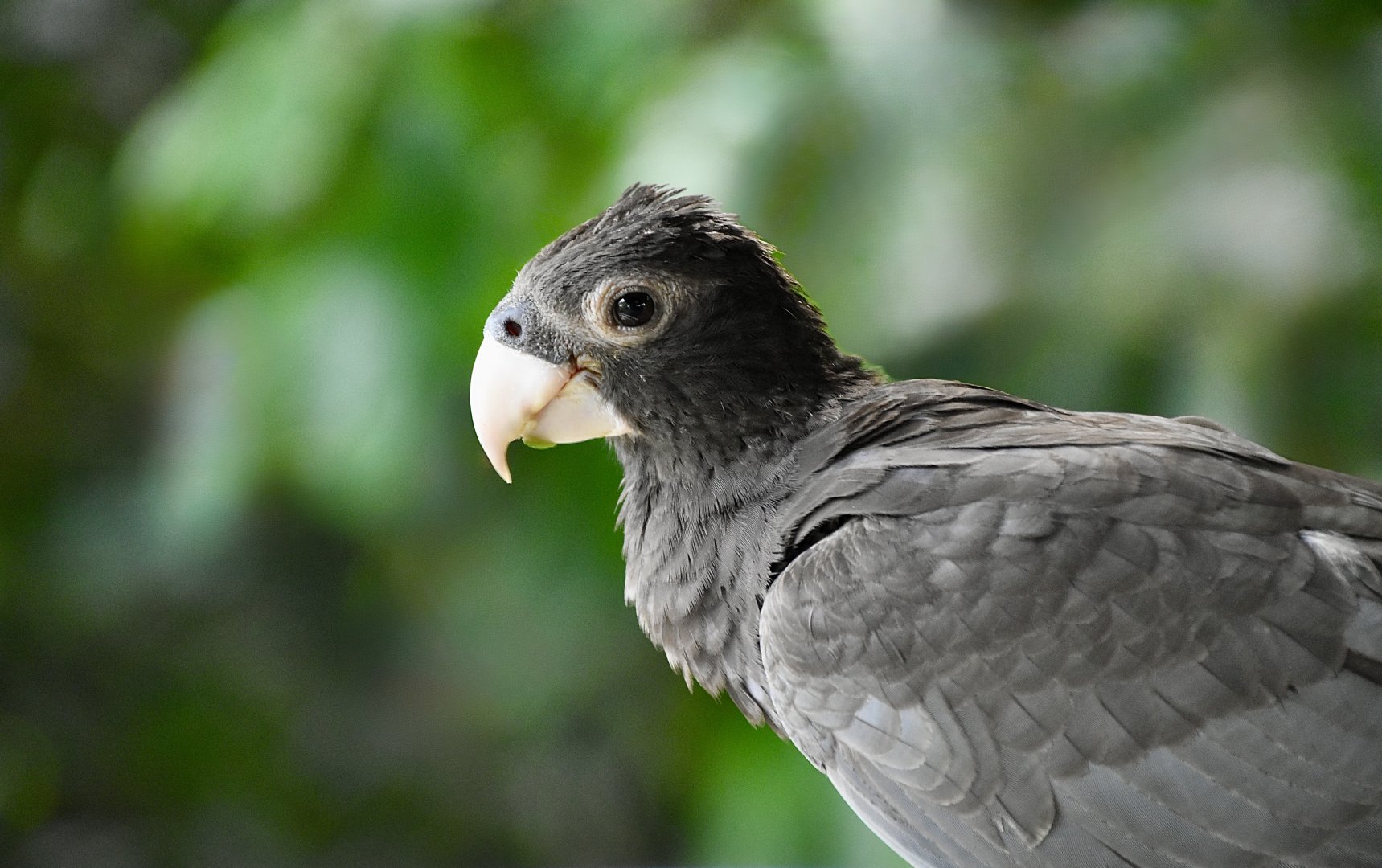 Greater Vasa Parrot (Coracopsis vasa)