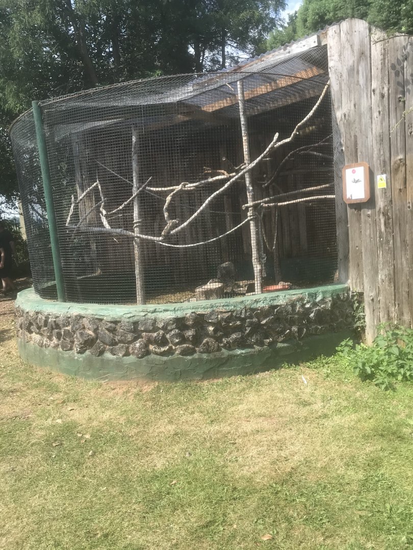 Greater Vasa Parrot Enclosure