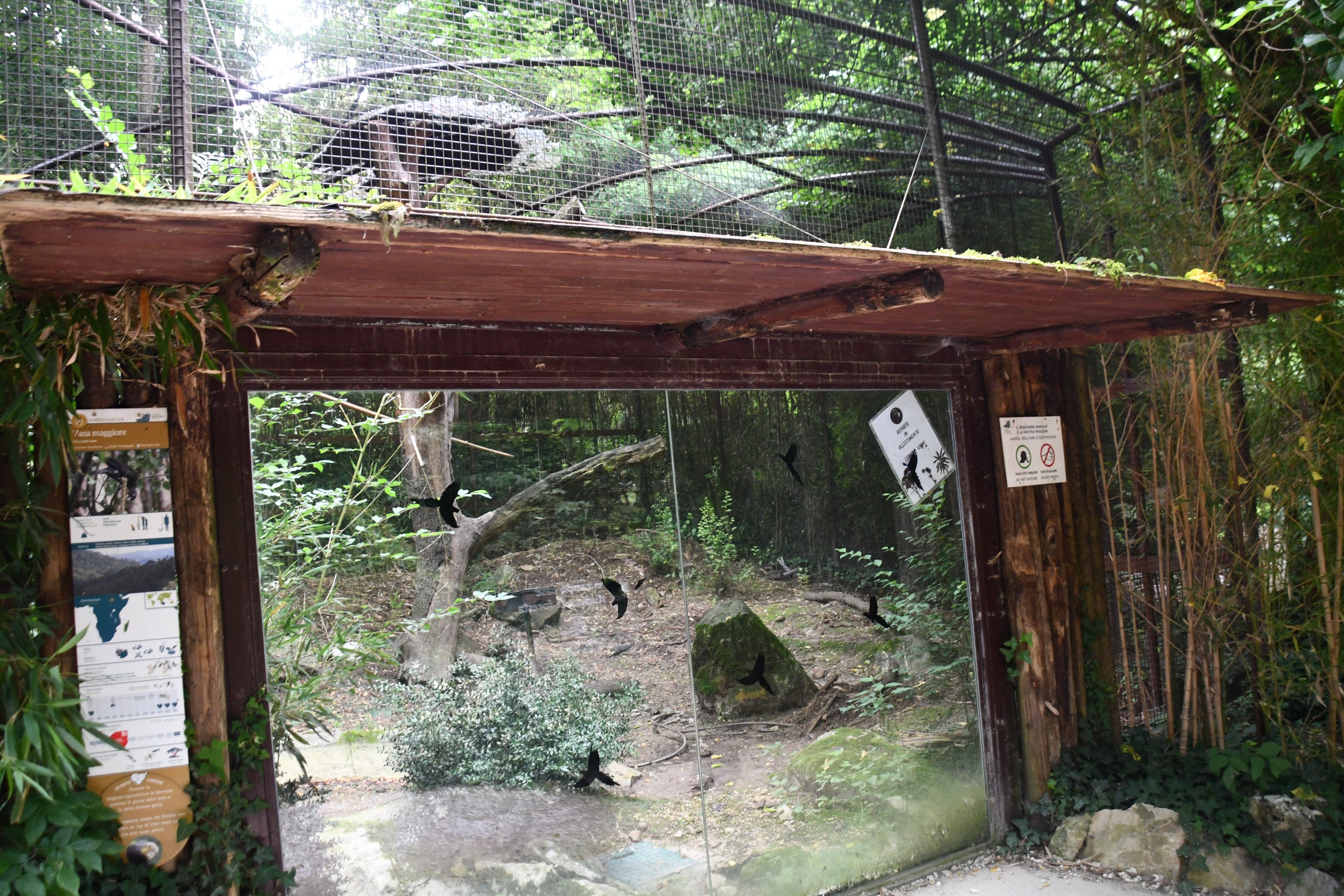 Greater Vasa Parrot exhibit