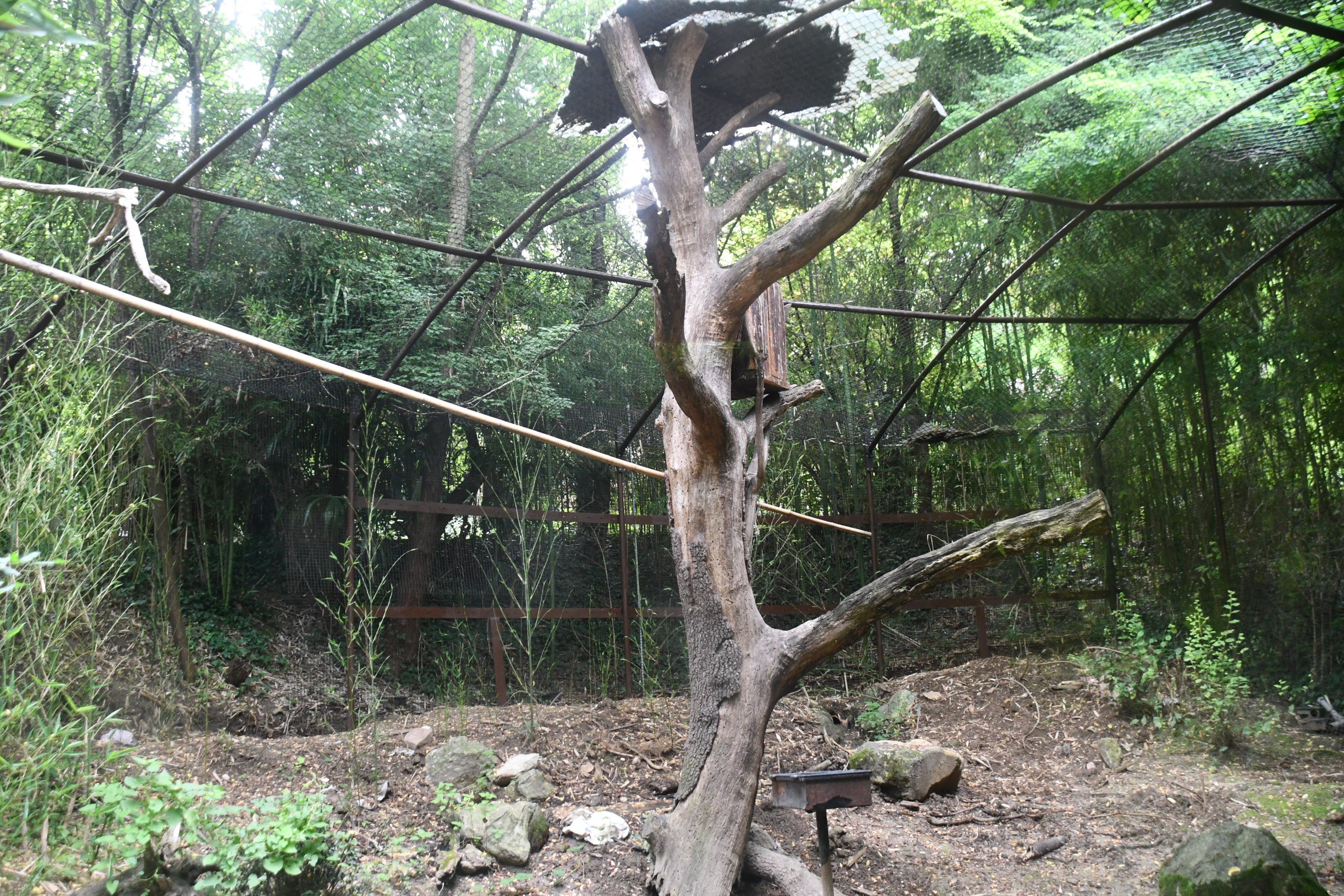 Greater Vasa Parrot exhibit